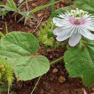 20 PCS Seeds Passiflora foetida White Wild Maracuja Stinking Passionflower 20 PCS Seeds Passiflora foetida White Wild Maracuja Stinking Passionflower