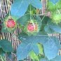 20 PCS Seeds Passiflora foetida White Wild Maracuja Stinking Passionflower
