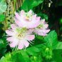 20 PCS Seeds Passiflora foetida White Wild Maracuja Stinking Passionflower