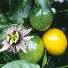 100 PCS Seeds Passiflora Fruits Seeds Mixed 9 Types 100 PCS Seeds Passiflora Fruits Seeds Mixed 9 Types