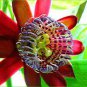 100 PCS Seeds Passiflora Fruits Seeds Mixed 9 Types