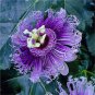 100 PCS Seeds Passiflora Fruits Seeds Mixed 9 Types