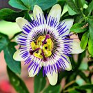 30 PCS Seeds Passiflora Incarnata Maypop Passion Flower 30 PCS Seeds Passiflora Incarnata Maypop Passion Flower