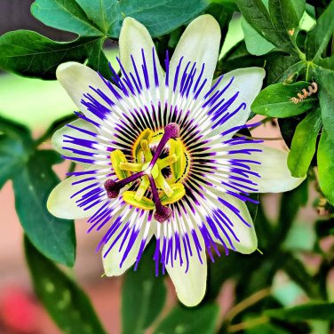 30 PCS Seeds Passiflora Incarnata Maypop Passion Flower