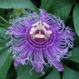 30 PCS Seeds Passiflora Incarnata Maypop Passion Flower