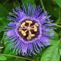 30 PCS Seeds Passiflora Incarnata Maypop Passion Flower