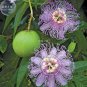 30 PCS Seeds Passiflora Incarnata Maypop Passion Flower
