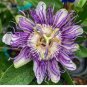 30 PCS Seeds Passiflora Panama Red