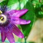 30 PCS Seeds Passiflora Panama Red