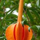 15 PCS Seeds Passiflora Parritae Huge Tubular Blooming Orange Red Flowers 15 PCS Seeds Passiflora Parritae Huge Tubular Blooming Orange Red Flowers