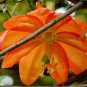 15 PCS Seeds Passiflora Parritae Huge Tubular Blooming Orange Red Flowers