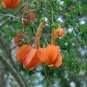 15 PCS Seeds Passiflora Parritae Huge Tubular Blooming Orange Red Flowers