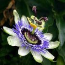 30 PCS Seeds Passiflora Passion Mixed Flowers 30 PCS Seeds Passiflora Passion Mixed Flowers