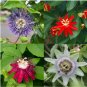 30 PCS Seeds Passiflora Passion Mixed Flowers