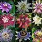 30 PCS Seeds Passiflora Passion Mixed Flowers