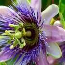 30 PCS Seeds Passiflora Temptation Flower beautiful deep violet blossoms passion fruits flowers 30 PCS Seeds Passiflora Temptation Flower beautiful deep violet blossoms passion fruits flowers