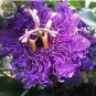 30 PCS Seeds Passiflora Temptation Flower beautiful deep violet blossoms passion fruits flowers