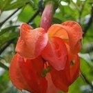 15 PCS Seeds Passiflora Parritae Huge Tubular Blooming Orange-red Flower 15 PCS Seeds Passiflora Parritae Huge Tubular Blooming Orange-red Flower