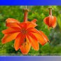 15 PCS Seeds Passiflora Parritae Huge Tubular Blooming Orange-red Flower