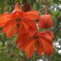 15 PCS Seeds Passiflora Parritae Huge Tubular Blooming Orange-red Flower
