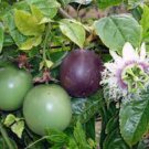 10 PCS Seeds Passion Flower Purple Granadilla Passiflora Edulis 10 PCS Seeds Passion Flower Purple Granadilla Passiflora Edulis