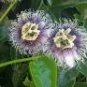10 PCS Seeds Passion Flower Purple Granadilla Passiflora Edulis