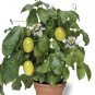 10 PCS Seeds Passion Flower Purple Granadilla Passiflora Edulis
