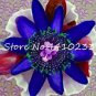 20 PCS Seeds Passion Flower Passiflora Incarnata Certified Pure Live, ropical Flower