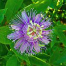 20 PCS Seeds Passion Flower,Passiflora Incarnata Certified Pure Live 20 PCS Seeds Passion Flower,Passiflora Incarnata Certified Pure Live