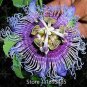 20 PCS Seeds Passion Flower,Passiflora Incarnata Certified Pure Live