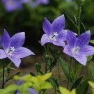 50 PCS Seeds Patycodon grandiflorum Seeds Balloon Flower 50 PCS Seeds Patycodon grandiflorum Seeds Balloon Flower
