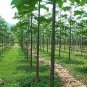 500 PCS Seeds Paulownia elongata New Forest Tree
