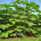 200 PCS Seeds Paulownia elongata New Forest Tree Bonsai 200 PCS Seeds Paulownia elongata New Forest Tree Bonsai