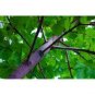 200 PCS Seeds Paulownia elongata New Forest Tree Bonsai