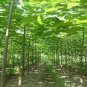 200 PCS Seeds Paulownia elongata New Forest Tree Bonsai