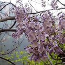 1000 PCS Seeds Paulownia Seeds Chinese Royal Paulownia Fast Growing Princess Tree Kiri 1000 PCS Seeds Paulownia Seeds Chinese Royal Paulownia Fast Growing Princess Tree Kiri