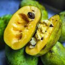 15 PCS Seeds Pawpaw the Indiana Banana 15 PCS Seeds Pawpaw the Indiana Banana