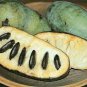 15 PCS Seeds Pawpaw the Indiana Banana