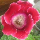 100 PCS Seeds PCS Gloxinia Seeds Dark Red Flowers with White Edge