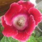 100 PCS Seeds PCS Gloxinia Seeds Dark Red Flowers with White Edge