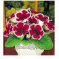100 PCS Seeds PCS Gloxinia Seeds Dark Red Flowers with White Edge