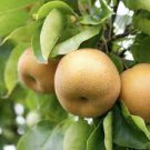 5 PCS Seeds Pear Chinese White Sand Pear