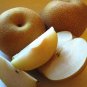 5 PCS Seeds Pear Chinese White Sand Pear