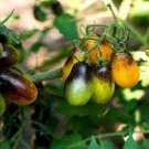 100 PCS Seeds Pearl Drops Tomato F1 100 PCS Seeds Pearl Drops Tomato F1