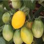 100 PCS Seeds Pearl Drops Tomato F1