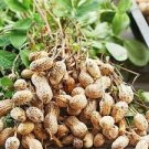 10 PCS Seeds Peanut Seeds in one Shell with Red Skin Organic Rare Heirloom Peanut