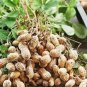 10 PCS Seeds Peanut Seeds in one Shell with Red Skin Organic Rare Heirloom Peanut