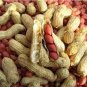 10 PCS Seeds Peanut Seeds in one Shell with Red Skin Organic Rare Heirloom Peanut