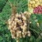 10 PCS Seeds Peanut Seeds in one Shell with Red Skin Organic Rare Heirloom Peanut