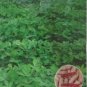 10 PCS Seeds Peanut Seeds in one Shell with Red Skin Organic Rare Heirloom Peanut
